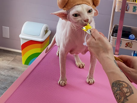 a hairless white sphinx wearing a chicken hat and excitedly eating a churu treat tube