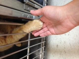 Humane Society Training
