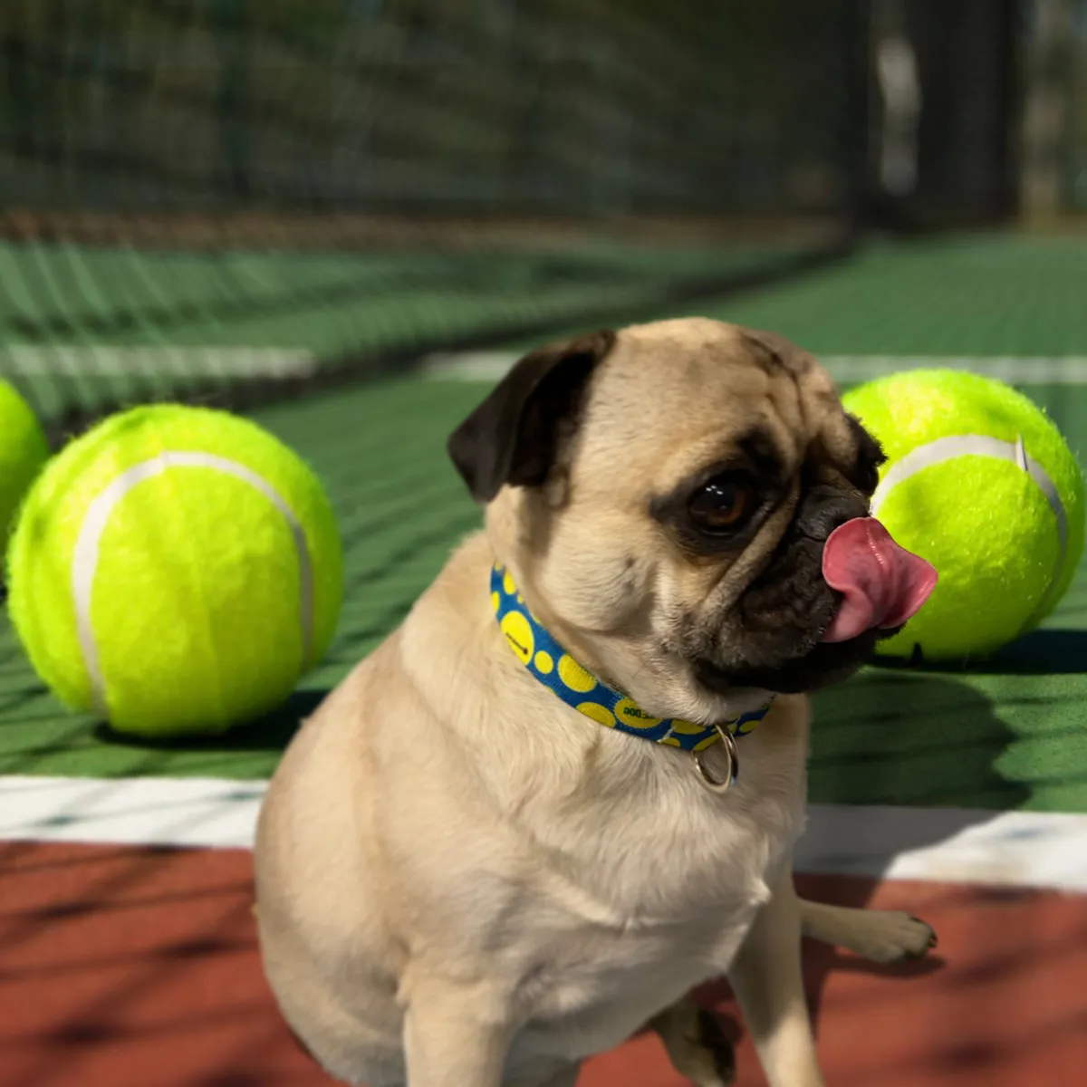 Ace Dog Blue Tennis