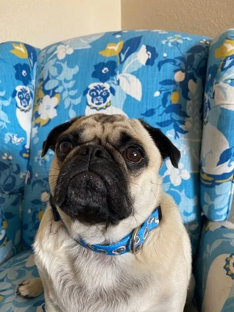 Chuck the Pug Blue collar