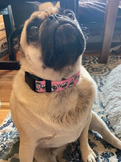 Thumbnail: Chuck the Pug Pink Collar