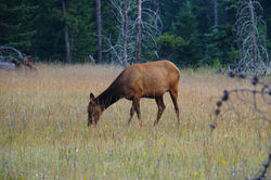 加拿大馬鹿（ELK）