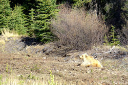 棕熊（金毛款grizzly）