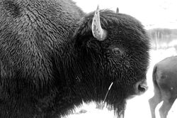 北美野牛（Bison）