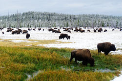 北美野牛（Bison）