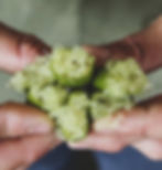fingerlime.jpg