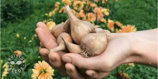 Garlic and Shallots for your Immune System!