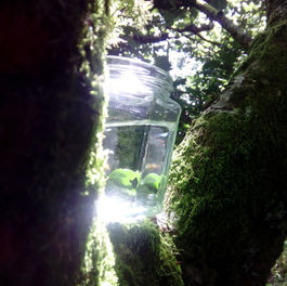 glass jar of clear water nestled in the crook of a mossy tree