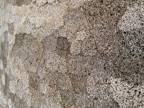 Nachhaltige Materialien in der Architektur: Innovationen für eine grüne Zukunft