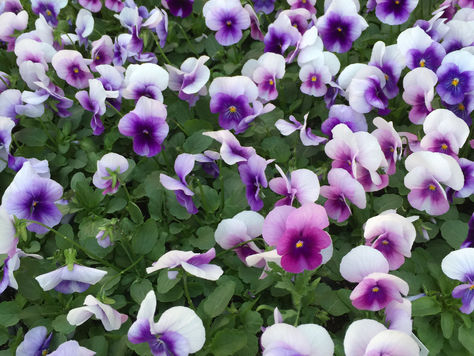 Our Greenhouses are Looking a lot like Spring
