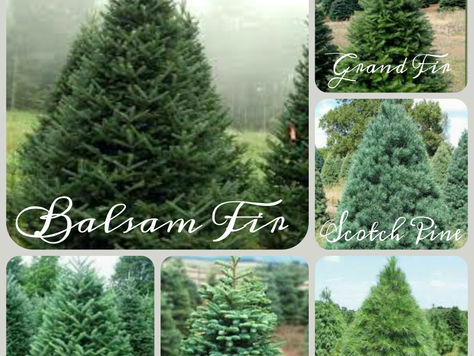 Custom book your families favorite variety of fresh cut Christmas tree!