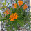 Thumbnail: Asclepias tuberosa
