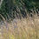 Thumbnail: Schizachyrium scoparium