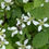 Thumbnail: Rubus flagellaris