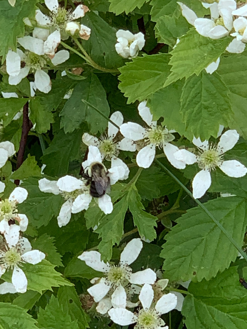 Thumbnail: Rubus flagellaris