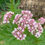 Thumbnail: Asclepias syriaca