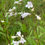 Thumbnail: Penstemon digitalis
