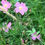 Thumbnail: Rosa virginiana