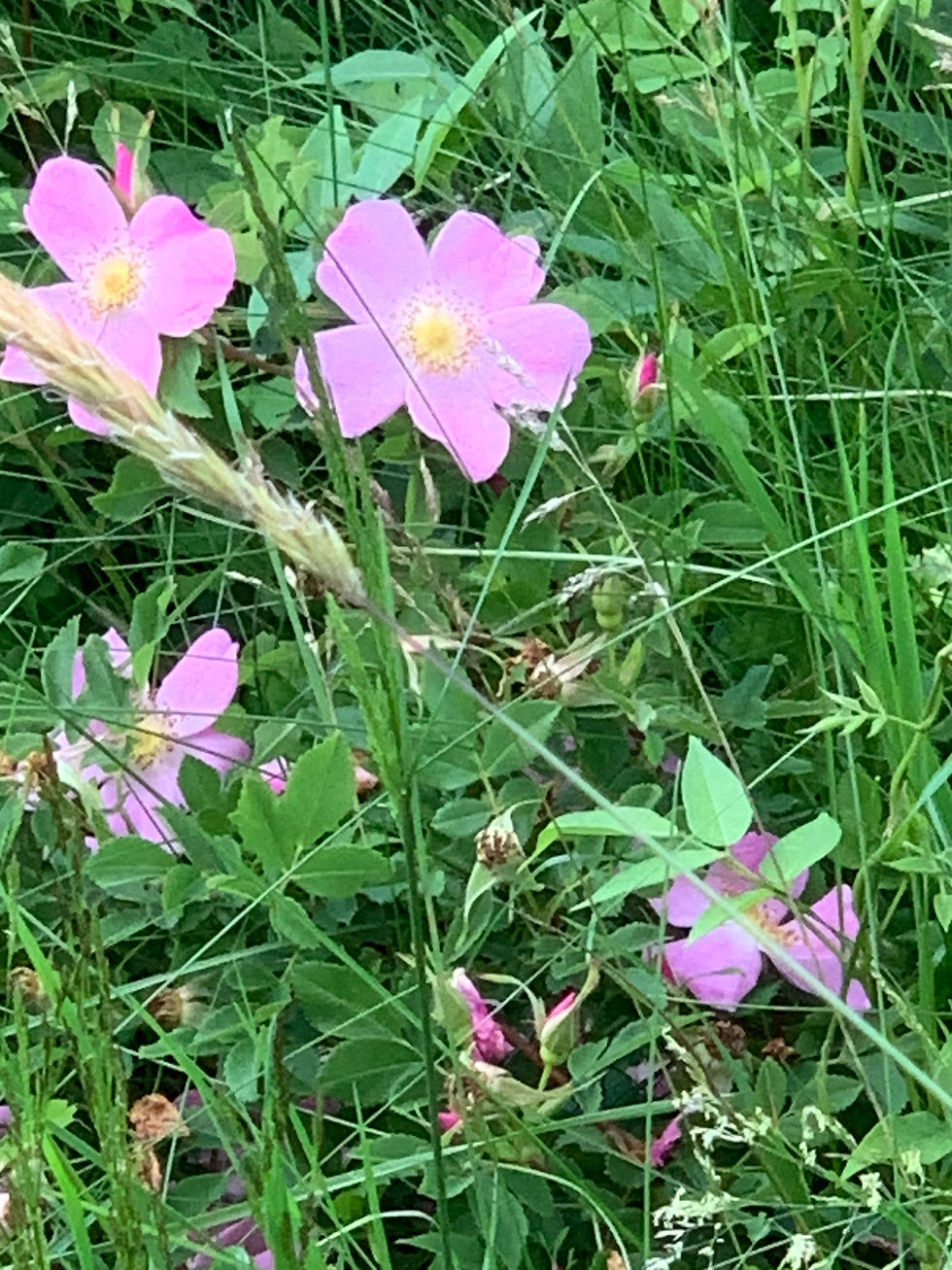 Thumbnail: Rosa virginiana