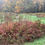 Thumbnail: Rubus flagellaris