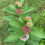 Thumbnail: Asclepias syriaca