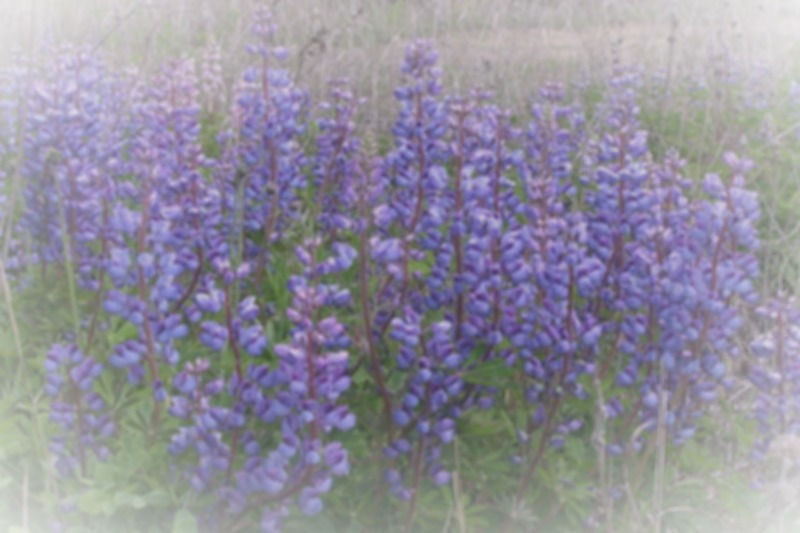 Lupinus perennis