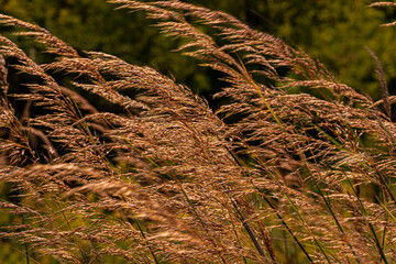 Sorghastrum nutans