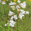 Thumbnail: Penstemon digitalis