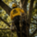 Big River Trees