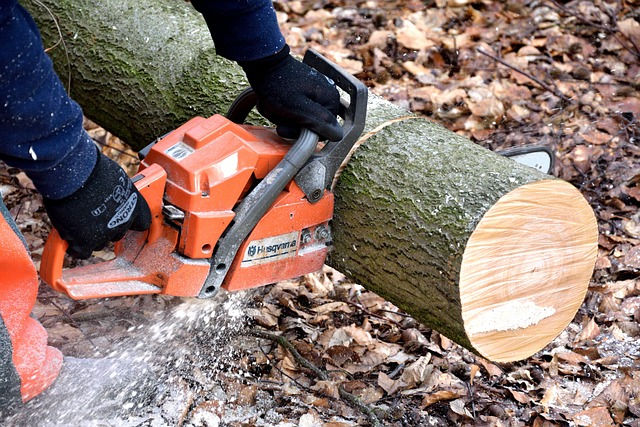 Supercheap Tree Lopping