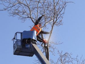 What Qualifications and Insurance Should Your Brisbane Arborist Have?