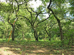 Landschapsatelier Melsele - boomgaard4