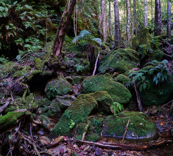 Moss-covered boulders and fallen branches scattered across a lush rainforest floor, surrounded by ferns and tall trees in soft filtered light.