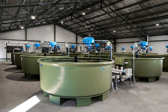 Modern commercial aquaculture facility with multiple large circular tanks, blue automated control units, and industrial piping inside a spacious warehouse designed for large-scale fish farming.