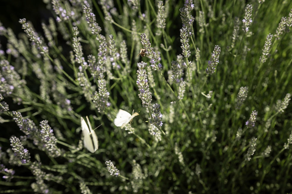 Weißer Schmetterling auf Lavendel