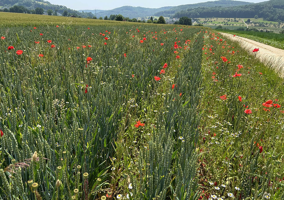 Fachgruppe Botanik: Die Ackerbegleitflora und deren Förderung in Möhlin