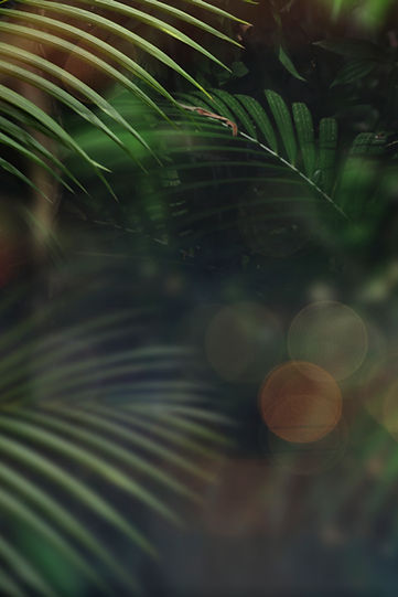 tropical-leaves.jpg