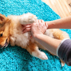 istockphoto-1064607440-612x612.jpg