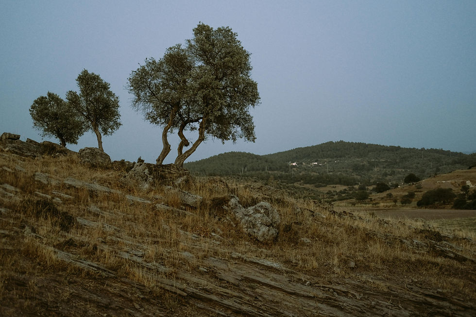     Stark and resilient, olive trees cling to the rugged hillside, overlooking the vast expanse of the mountainous landscape at dusk.