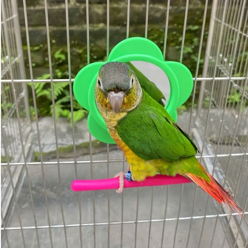 Flower Mirror birdtalk
