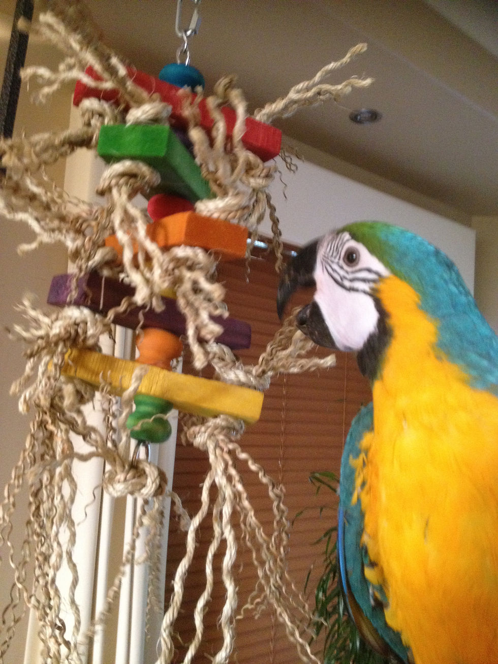 Miniaturbild: Birdtalk Bird Toys - Crazy Slats