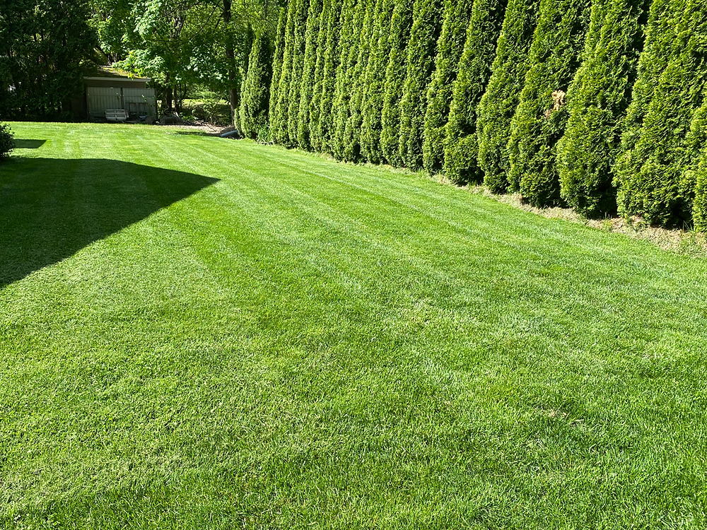 lush green overseeding
