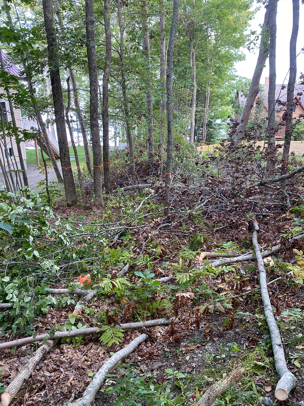 Wooded area with many fallen branches and leaves after tree trimming and before fill.