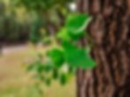 ginkgo leaves sprouting from tree.jpg