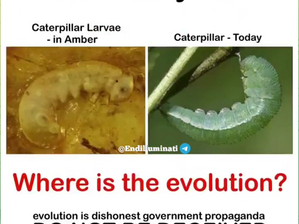 Where is the evolution?