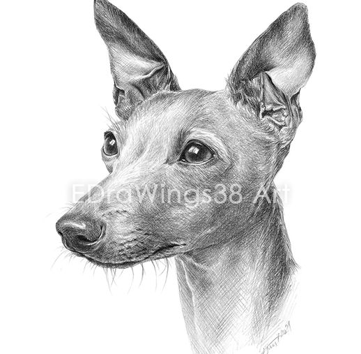 Портрет на куче италианска хрътка, рисуван с молив