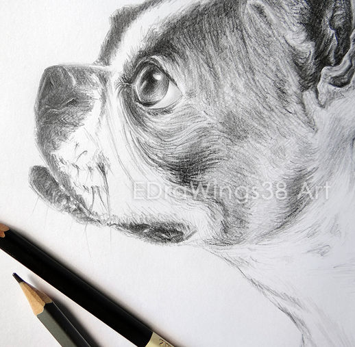 Портрет на куче бостън териер, рисуван с молив