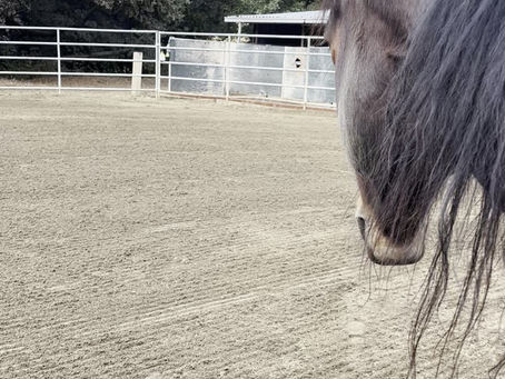 horse playing at pushing a ball and barrel and getting very excited