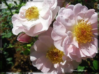 Missteecat's Designing Photography