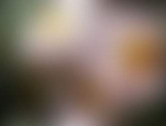 Missteecat's Designing Photography